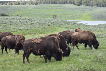 Bison, Yellowstone National Park