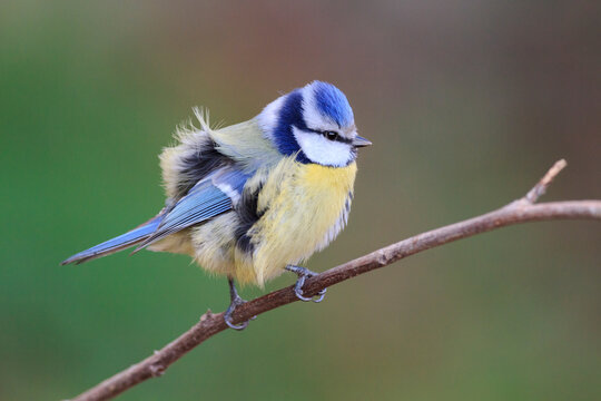 Blue Tit (Cyanistes caeruleus) perched on branch with feathers blowing in wind. Barcelona. Catalonia. Spain.
