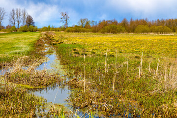Early spring view of Biebrza river wetlands and nature reserve landscape with irrigation ditch in Mscichy village in Podlaskie voivodship in Poland - obrazy, fototapety, plakaty