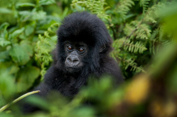 A juvenile mountain gorilla in Rwanda.