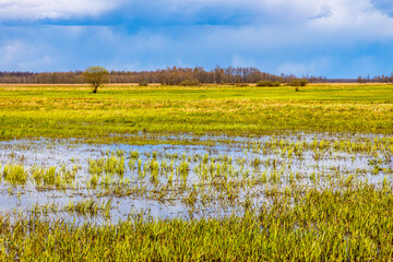 Early spring view of Biebrza river wetlands and nature reserve landscape with Marsh-marigold...