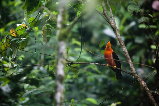 A wild Cock-of-the-rock tropical bird found on a tree limb in Ecuador.