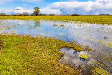 Early spring view of Biebrza river wetlands and nature reserve landscape with Marsh-marigold flowers in Mscichy village in Podlaskie voivodship in Poland