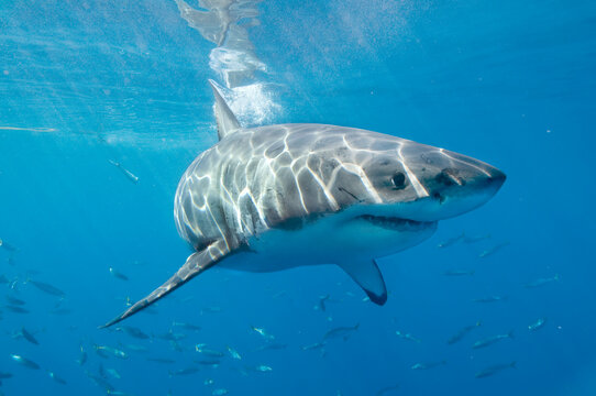 A great white shark in the waters of Isla Guadalupe, Mexico