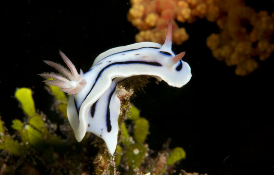 A chromodoris nudibranch.
