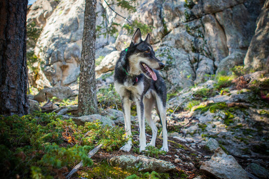 Wolf Mix dog standing on a trail in the mountains.