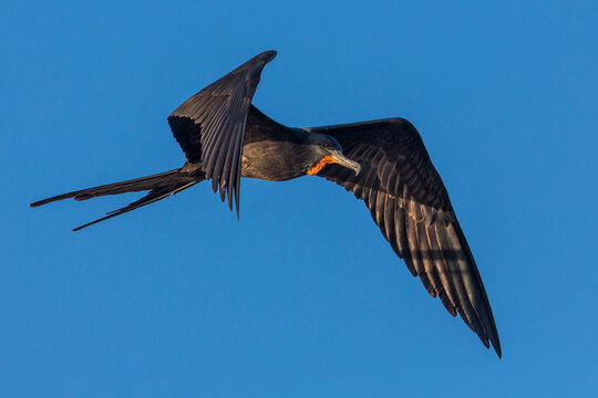 A frigate bird in flight against a blue sky. Belize