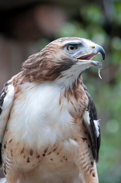 Red tailed hawk eating