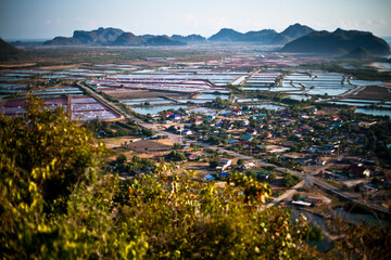 Industrial scale shrimp farming blankets former wetlands and mangrove forests of Khao Daeng, Thailand, some even stretching inside the boundaries of Khao Sam Roi Yot National Park. Fishing cats are disappearing from this area, and the development in Khao Daeng is spreading into nearby Sam Roi Yod, Thailand. Most of the shrimp harvested here winds up on the plates of Europeans and Americans, and is perhaps the leading cause for the fishing cats decline. Increasing human development not only destroys the cat s habitat, but brings people and fishing cats into conflict.