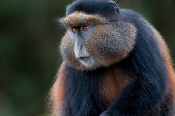 A golden monkey portrait in Rwanda.