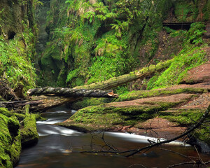 river in the forest