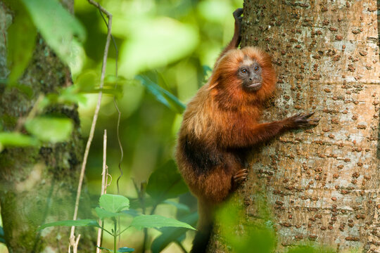 Brazil, Brasil. A wild golden lion tamarin, Leontopithecus rosalia. Porras das Antas Biological Reserve.