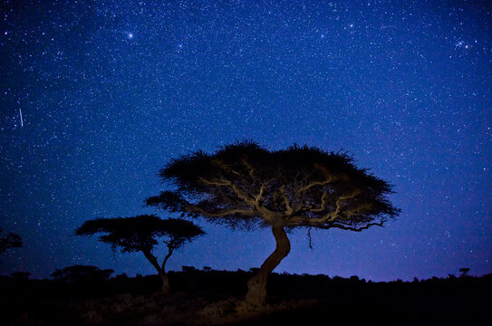 Acacia Tree at dusk, Lewa Wildlife Conservancy, Kenya