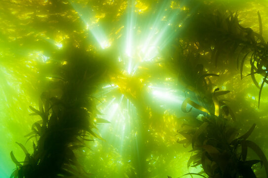 Giant kelp, Macrocystis Island, California.