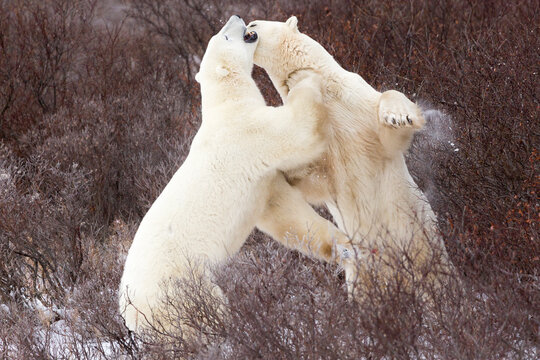 Two young, male polar bears spar near Churchill, Manitoba, Canada.