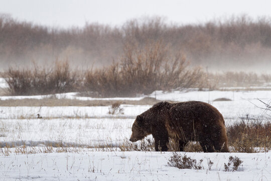 A male grizzly bear walks through Willow Flats during a late winter storm in Grand Teton National Park, Wyoming.
