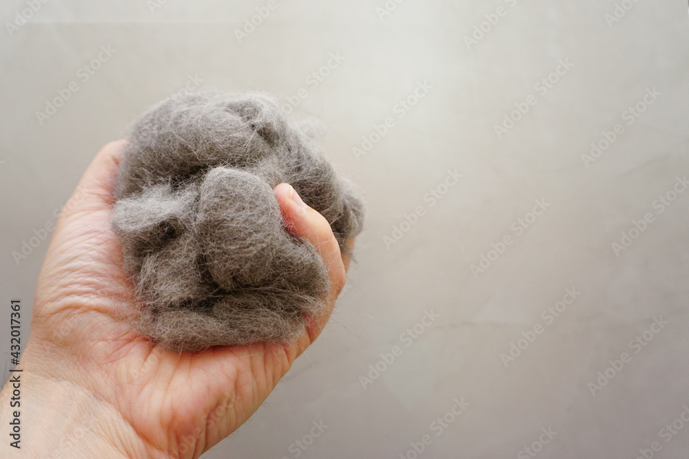 Wall mural pile of cat fur combed from scottish fold cat close up view