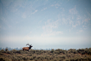 large bull elk bugling during the rut in grand teton national park