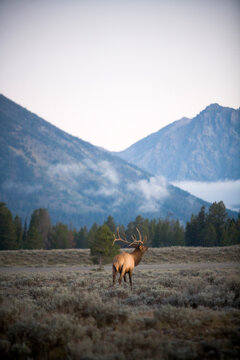 bull elk bugling during the rut in grand teton national park