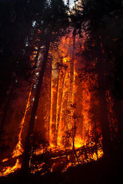 Torching trees as firefighters fight the Silver Creek Fire, Washington, USA.