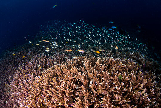 Fish turn for cover in the hard coral in the Solomon Islands.