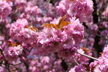 Spring mood with this tree in full bloom covered with pink flowers