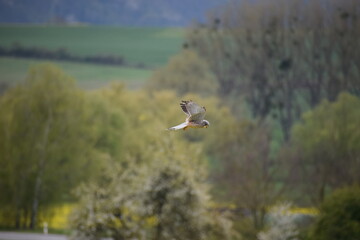 Turmfalke bei der Jagd