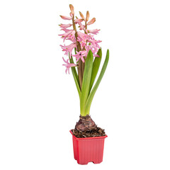 Naklejka na ściany i meble Blooming pink hyacinth
