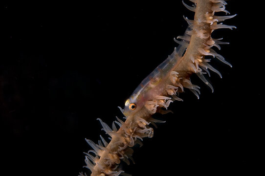 A wire coral goby rests on a wire coral.