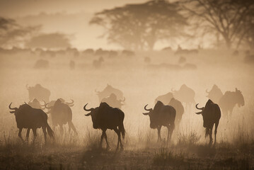 Wildebeest migration on the grassy plains of the Masai Mara, Kenya.