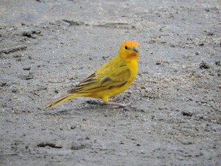 Passara Amarelo Litoral Brasil