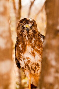 Portrait of a one eyed falcon. He was injured and saved by local animal shelter in Potosi, Zihuatanejo, Mexico.
