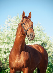 Fototapeta premium portrait of Chestnut Holstein stallion posing against blossom apple tree. spring time