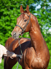 portrait of Chestnut Holstein stallion posing in garden. spring time