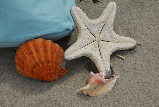 Gifts from the sea from a day at the beach, cape Elizabeth, Maine