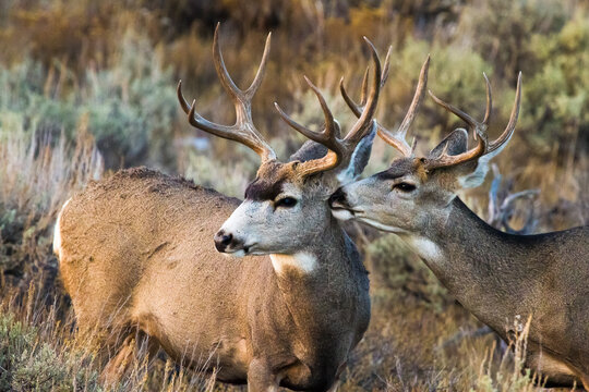 Two friendly mule deer bucks wind down their day in sagebrush in Grand Teton National Park, Wyoming.