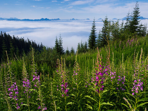 A hillslope covered in fireweed (Chamerion angustifolium) on White Chuck Mountain, Mount Baker-Snoqualmie National Forest, Washington.