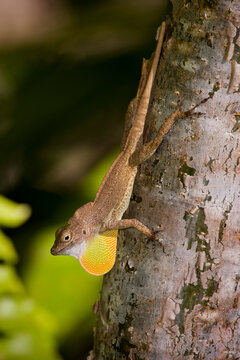 A male Crested Anole (Anolis cristatellus), an invasive species from Puerto Rico, displays its dewlap in southern Florida.