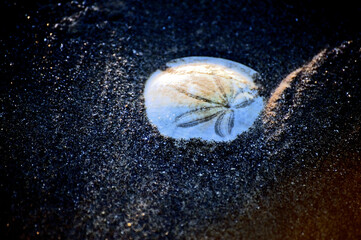 Sand dollars at Ecola State Park, Oregon.