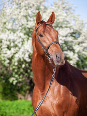 Obraz premium portrait of сhestnut Holstein sportive stallion posing against blossom apple tree. spring time