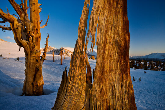 Foxtail Pines and Mt Whitney, Sierra Nevada Mountains, Sequoia National Park