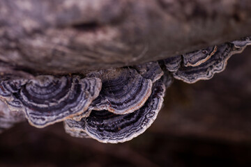 A group of shelf fungus