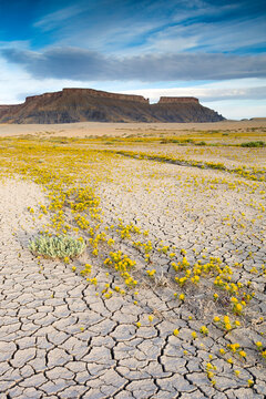 Yellow Wildflowers in Caineville, Utah