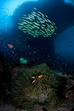 A school of snapper hover in the current above false clownfish in a host anemone under an island overhang..