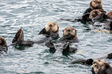 Sea otters relax on their backs and look on curiously in the waters near Sitka, Alaska.
