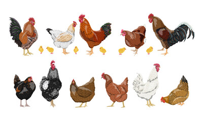 A set of domestic hens, roosters and chickens of different colors and breeds. Realistic domestic vector birds Gallus gallus domesticus.