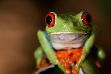 A captive, Red-Eyed Tree Frog, Agalychnis callidryas, native to Central America on display in Rock Nook Park in Santa Barbara, California.