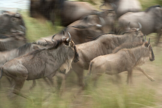 Wildebeest crossing the Mara River as they migrate across Kenya and Tanzania.