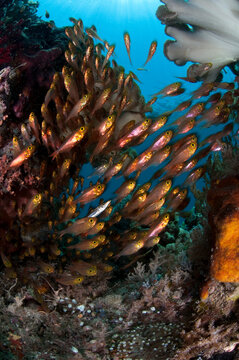 A school of golden sweepers swims though the reefs of Raja Ampat.