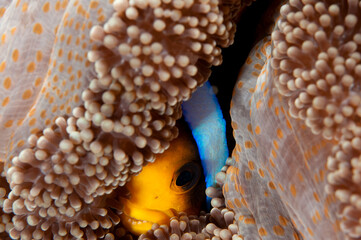 Orange finned anemonefish takes cover in the folds of host anemone..